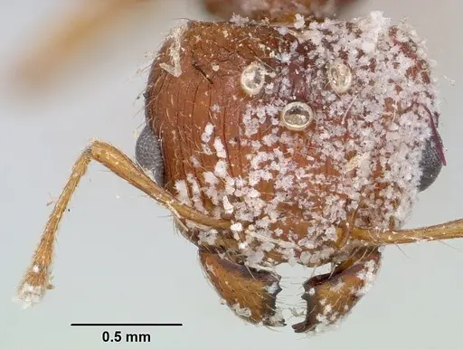 Pheidole spinosa - CASENT0101820