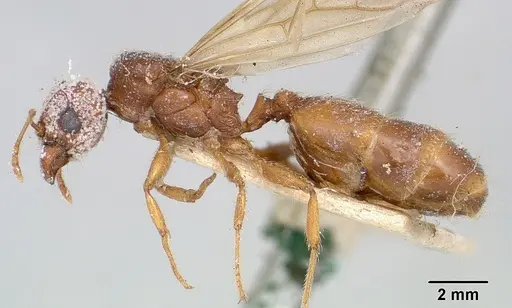 Pheidole spinosa - CASENT0101820