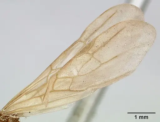 Pheidole spinosa - CASENT0101820