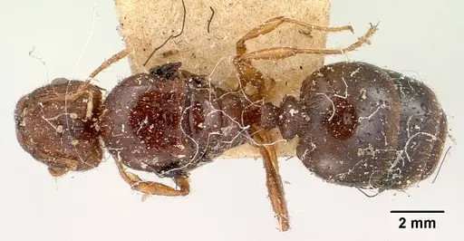 Pheidole spinosa - CASENT0101846