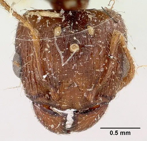 Pheidole spinosa - CASENT0101846