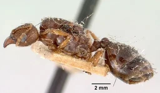 Pheidole spinosa - CASENT0101846