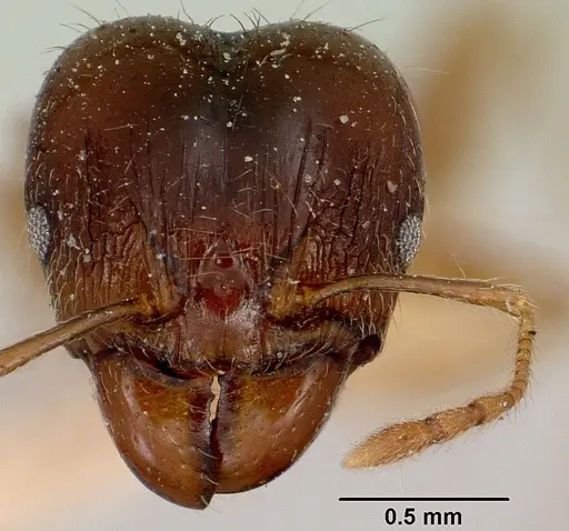 Pheidole spinosa - CASENT0101971