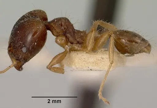 Pheidole spinosa - CASENT0101971