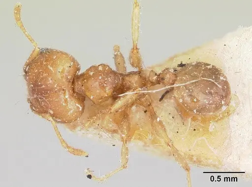 Pheidole spinosa - CASENT0103296