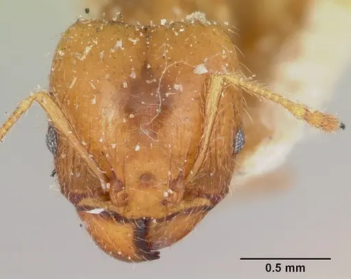Pheidole spinosa - CASENT0103296