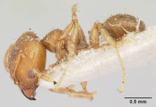 Pheidole spinosa - CASENT0103296