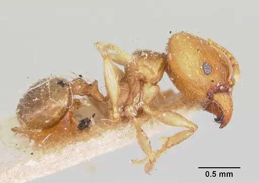 Pheidole spinosa - CASENT0103296