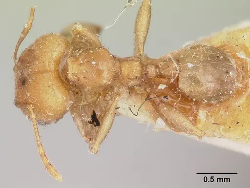 Pheidole spinosa - CASENT0103297