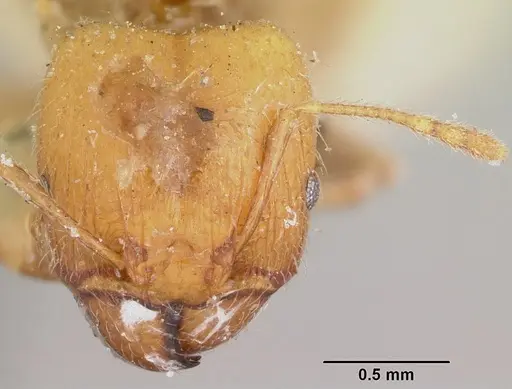 Pheidole spinosa - CASENT0103297