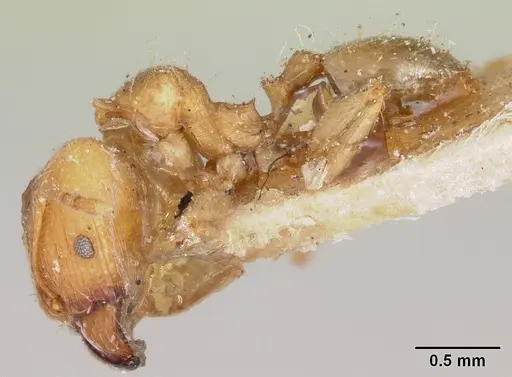 Pheidole spinosa - CASENT0103297