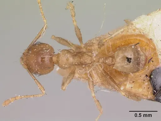 Pheidole spinosa - CASENT0103307
