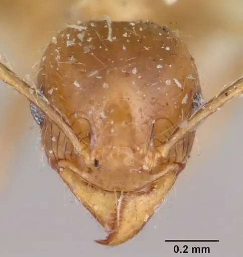 Pheidole spinosa - CASENT0103307