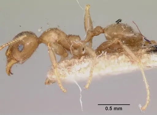 Pheidole spinosa - CASENT0103307