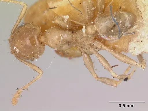 Pheidole spinosa - CASENT0103308