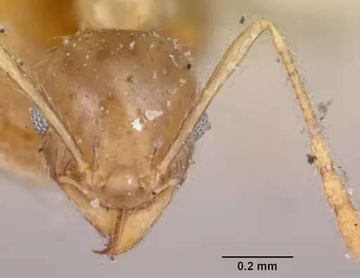 Pheidole spinosa - CASENT0103308