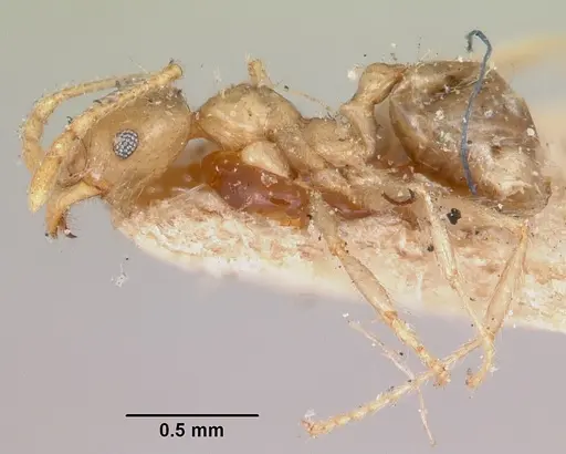 Pheidole spinosa - CASENT0103308