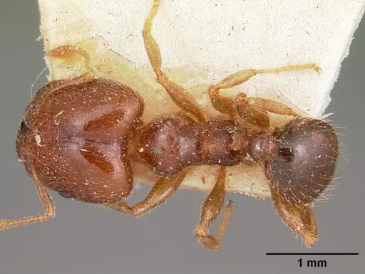 Pheidole spinosa - CASENT0104594