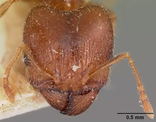 Pheidole spinosa - CASENT0104594