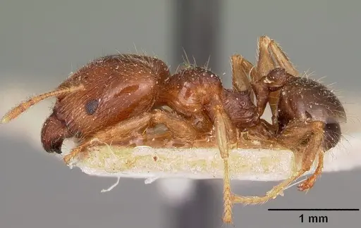 Pheidole spinosa - CASENT0104594