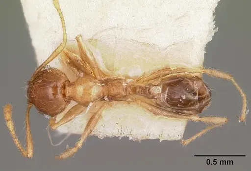 Pheidole spinosa - CASENT0104595