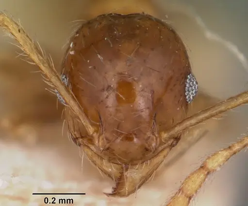 Pheidole spinosa - CASENT0104595