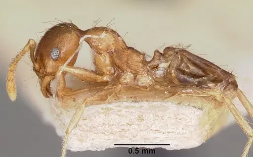 Pheidole spinosa - CASENT0104595