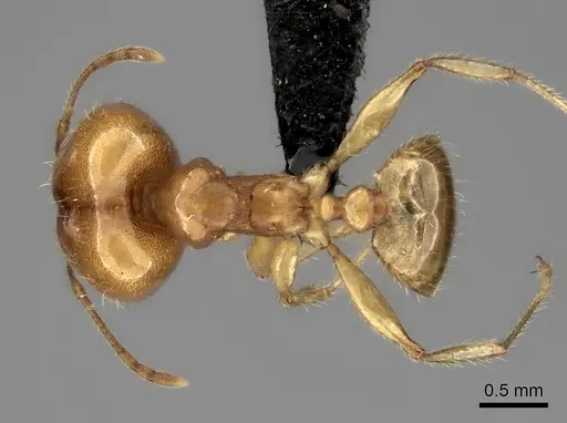 Pheidole spinosa - CASENT0107891