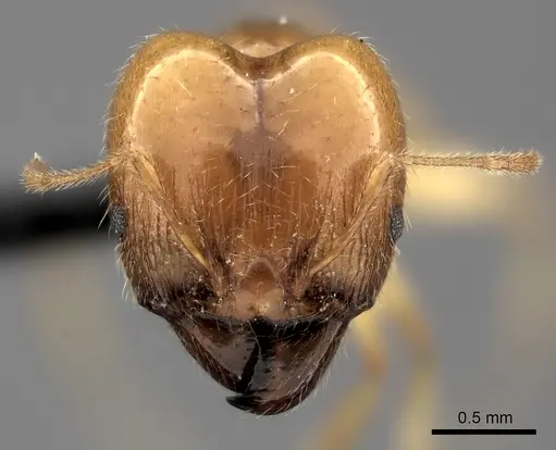 Pheidole spinosa - CASENT0107891