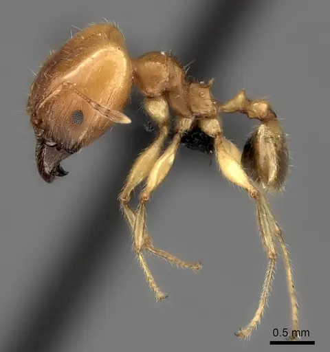 Pheidole spinosa - CASENT0107891