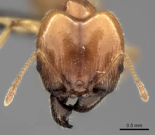 Pheidole spinosa - CASENT0109737