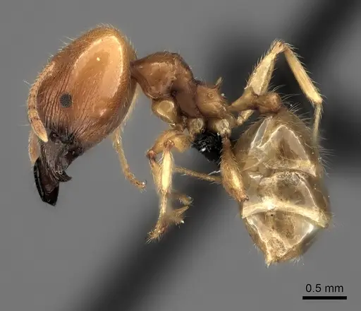 Pheidole spinosa - CASENT0109737