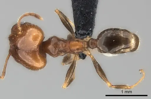 Pheidole spinosa - CASENT0110610