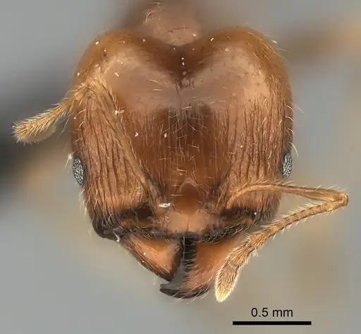 Pheidole spinosa - CASENT0110610