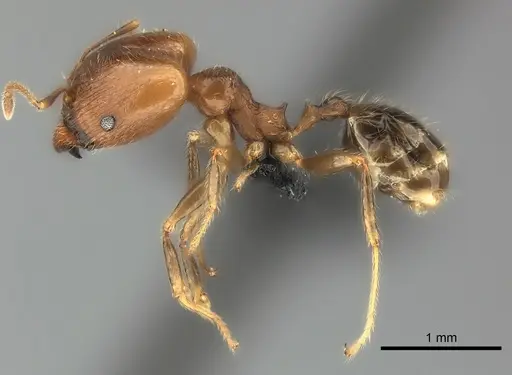 Pheidole spinosa - CASENT0110610