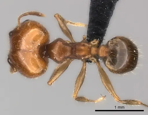 Pheidole spinosa - CASENT0120389