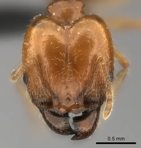 Pheidole spinosa - CASENT0120389