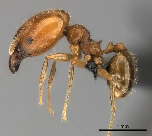 Pheidole spinosa - CASENT0120389