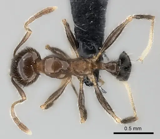 Pheidole spinosa - CASENT0120611