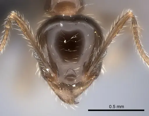 Pheidole spinosa - CASENT0120611