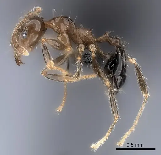 Pheidole spinosa - CASENT0120611