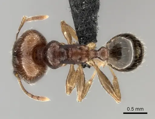 Pheidole spinosa - CASENT0122716