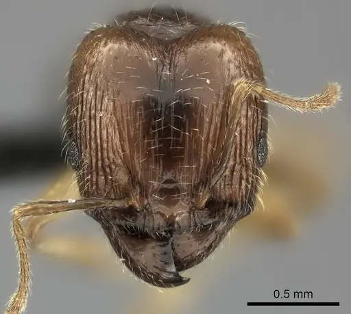 Pheidole spinosa - CASENT0122716