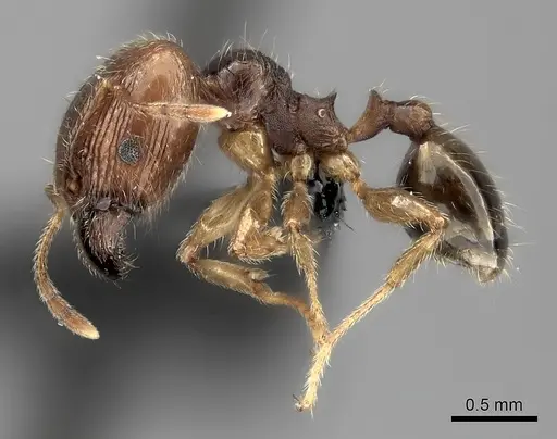 Pheidole spinosa - CASENT0122716