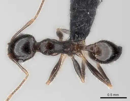 Pheidole spinosa - CASENT0124203
