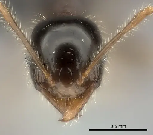 Pheidole spinosa - CASENT0124203