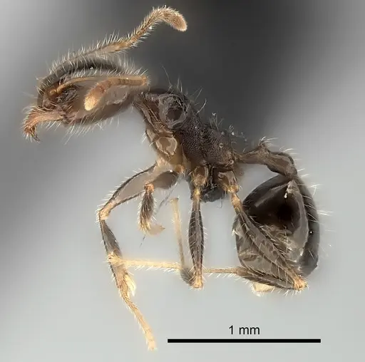 Pheidole spinosa - CASENT0124203