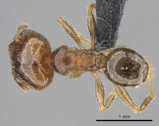 Pheidole spinosa - CASENT0124297