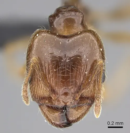 Pheidole spinosa - CASENT0124297