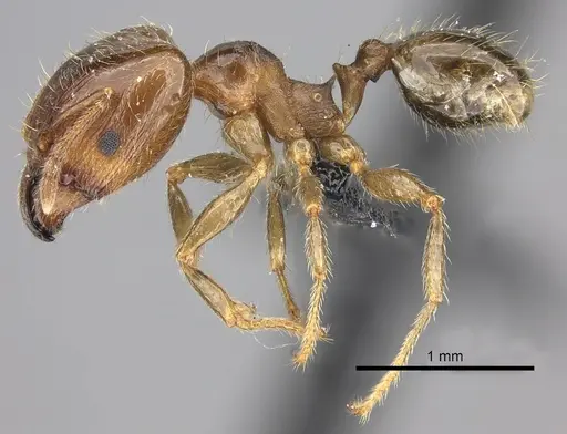 Pheidole spinosa - CASENT0124297